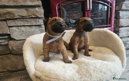 Irish Terrier dogs for sale: Beautiful Champion Lines KC Irish Terrier Puppies - Image 3