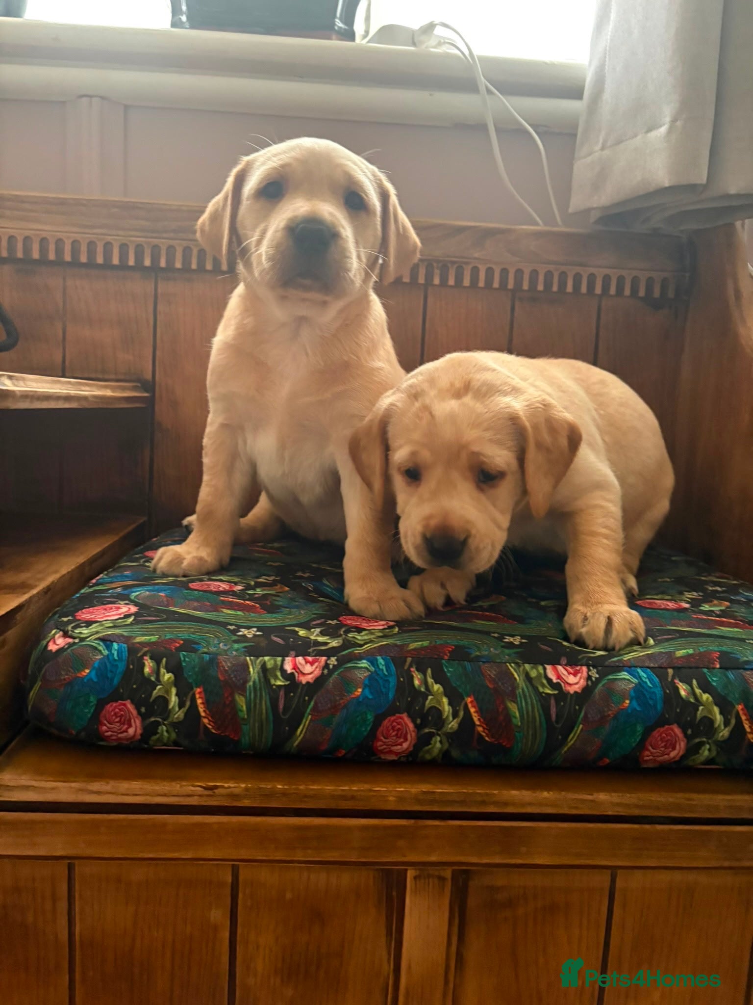 Labrador Retriever dogs for sale: Kc Labrador puppies - Advert 4