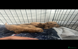 Cockapoo dogs for sale: F2 red Cockapoo puppies  - Image 15