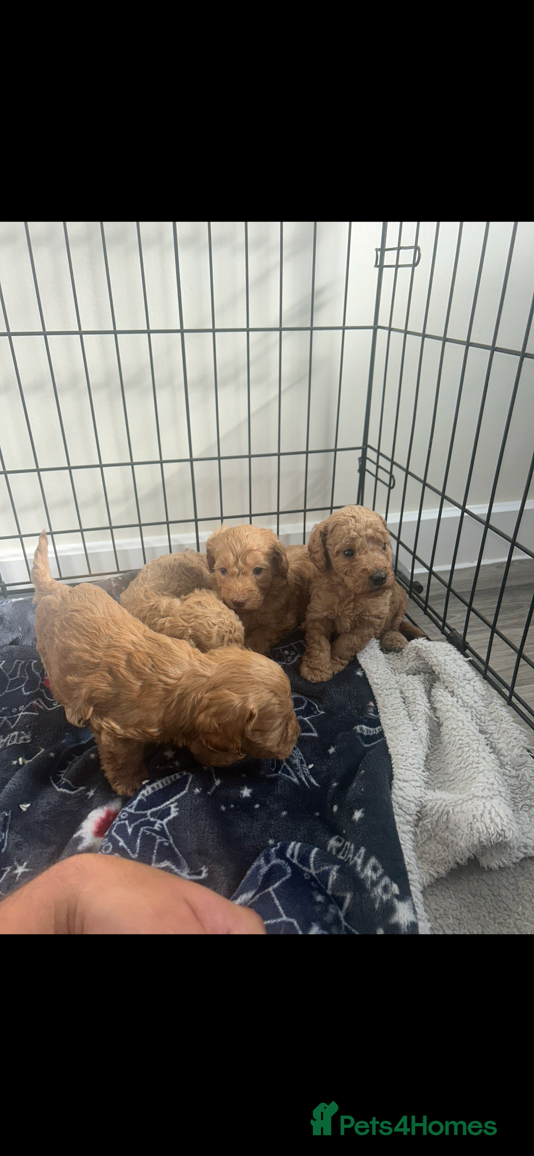 Cockapoo dogs for sale: F2 red Cockapoo puppies  - Image 15