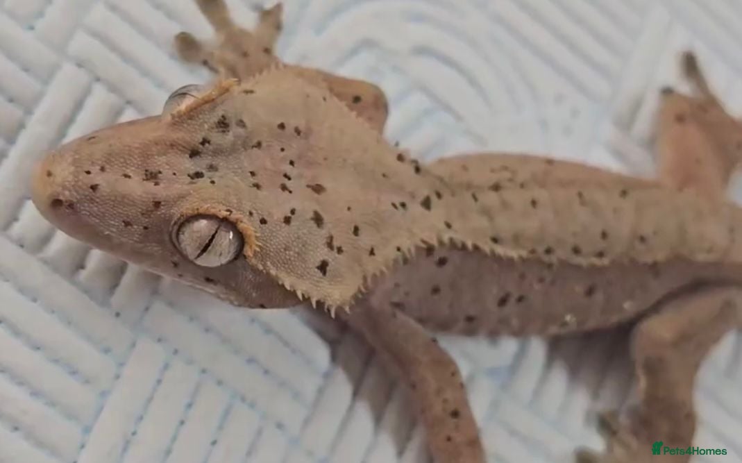 Gecko reptiles Various Crested Geckos for new homes  - Advert 7