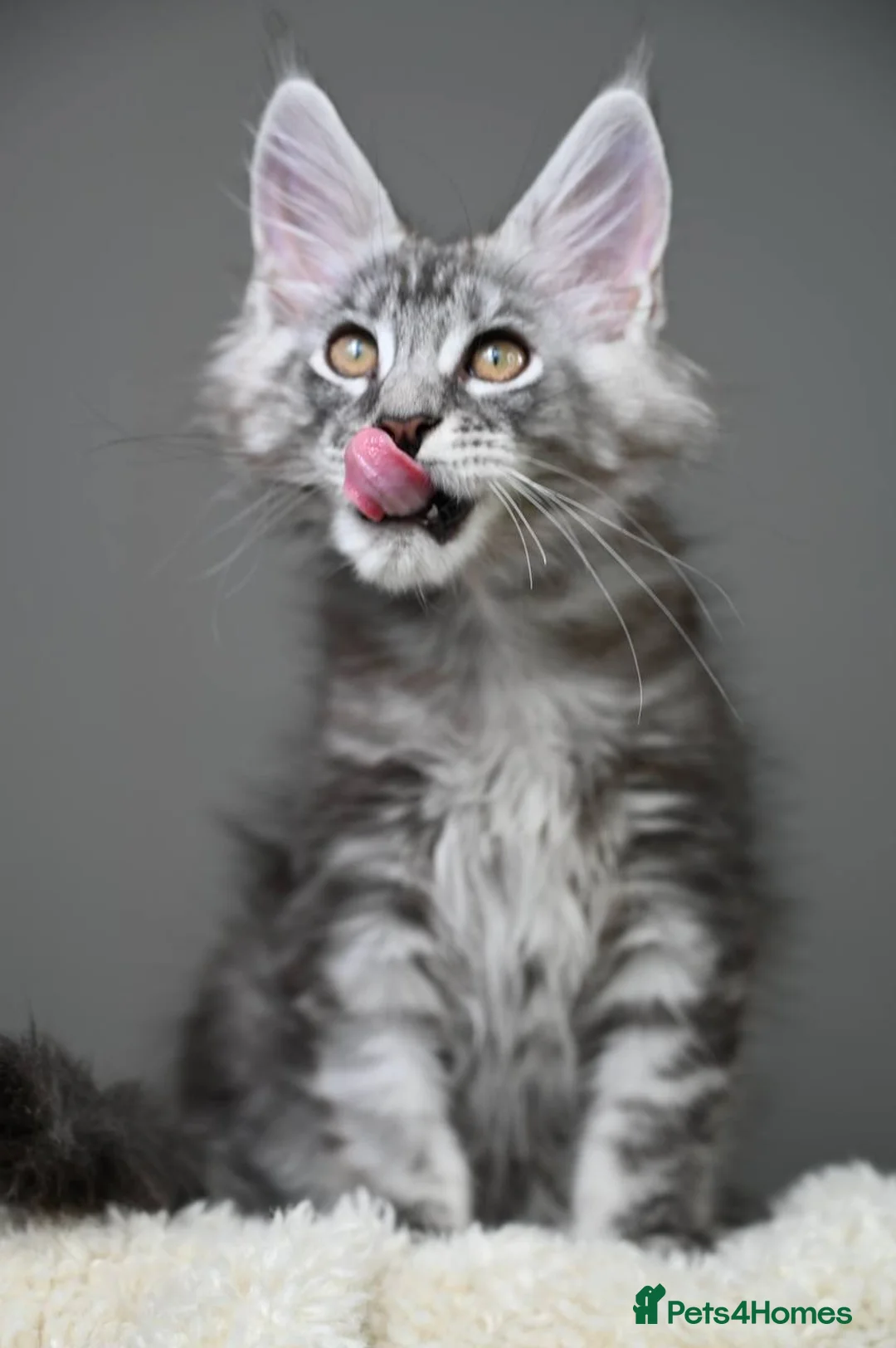 Maine Coon cats for sale: 3 Unique Kittens available - TICA registered  - Advert 25