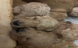 Double Doodle dogs for sale: 10 beautiful double doodles born on 24/08/2025 - Image 24
