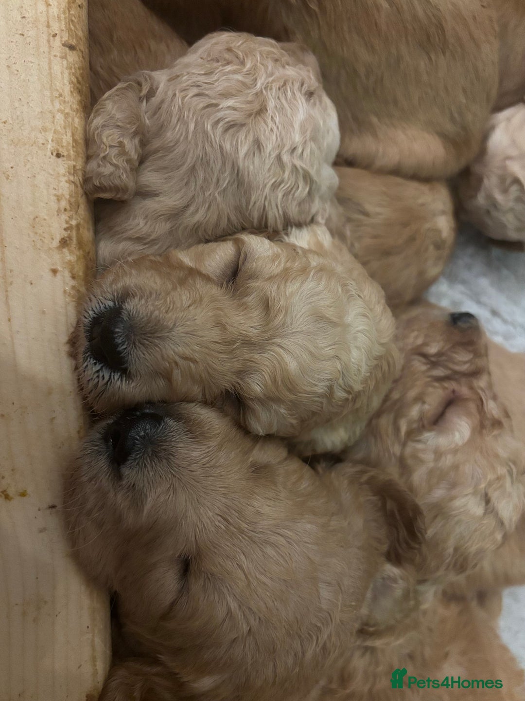 Double Doodle dogs for sale: 10 beautiful double doodles born on 24/08/2025 - Image 24