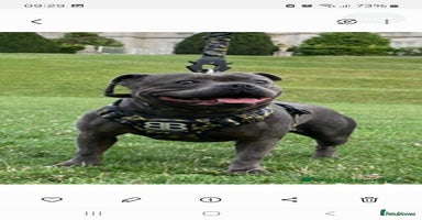 Staffordshire Bull Terrier dogs - Advert 2