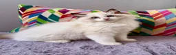 Ragdoll cats for sale: TICA registered ragdoll kittens from champions - Advert 5