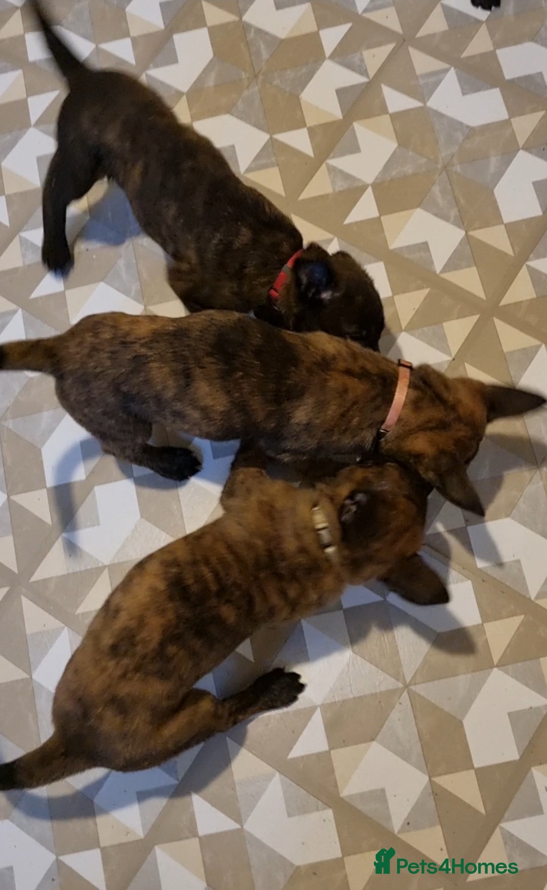 Belgian Shepherd Dog dogs for sale: READY TO GO Mother is Dutch Herder x Malinois  - Advert 34