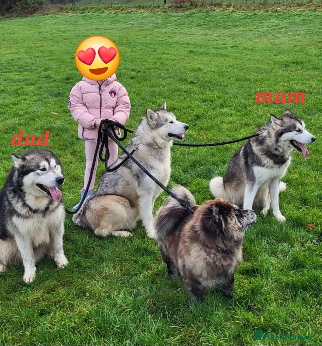 Alaskan Malamute dogs for sale: Kc registered alaskan malamute puppy's  - Advert 8