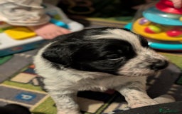 Border Collie dogs for sale: Collie mix puppies looking for their families! - Image 23