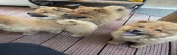 Chow Chow dogs for sale: 7 chow chow puppies  - Advert 5