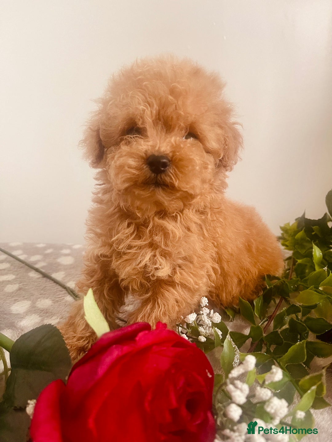 Maltipoo dogs for sale: 🐾 Two F1 Toy Maltipoo Boys Available 🐾 - Advert 7