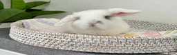 Mini Lop rabbits for sale: Baby Mini Lop's Ready To Leave 6th June in Birmingham - Advert 22
