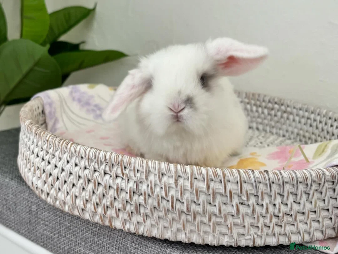 Mini Lop rabbits for sale: Baby Mini Lop's Ready To Leave 6th June in Birmingham - Advert 22