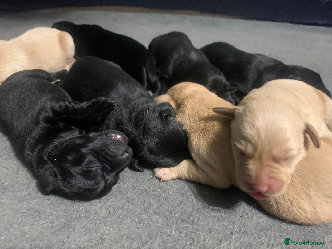 Labrador Retriever dogs for sale: KC Labrador puppy 🐾 - Image 15