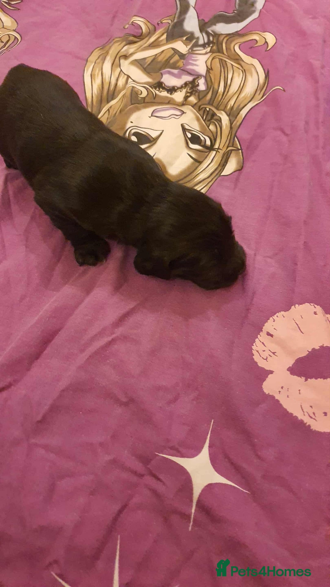 Mixed Breed dogs for sale: Cockerdor x english springer spaniel  - Image 5