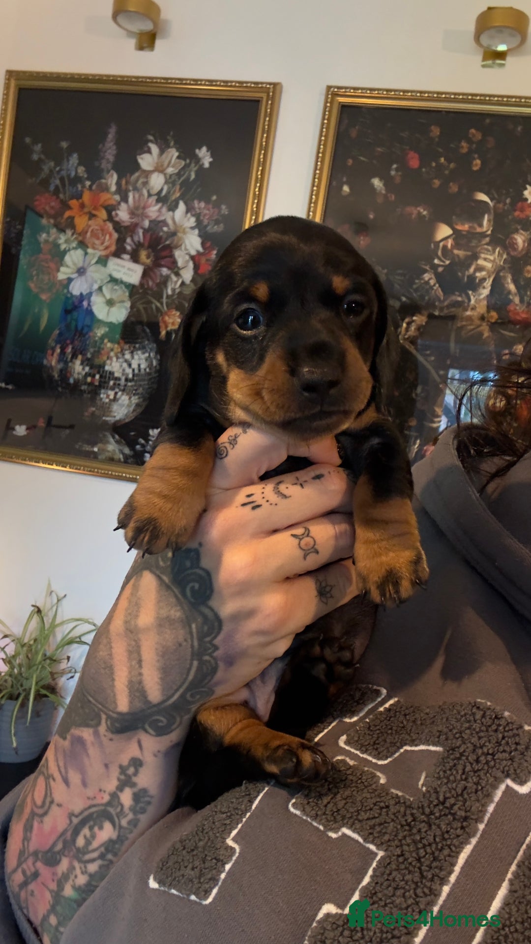 Miniature Dachshund dogs for sale: ⭐️OUTSTANDING MINI DACHSHUND PUPS⭐️  - Advert 17