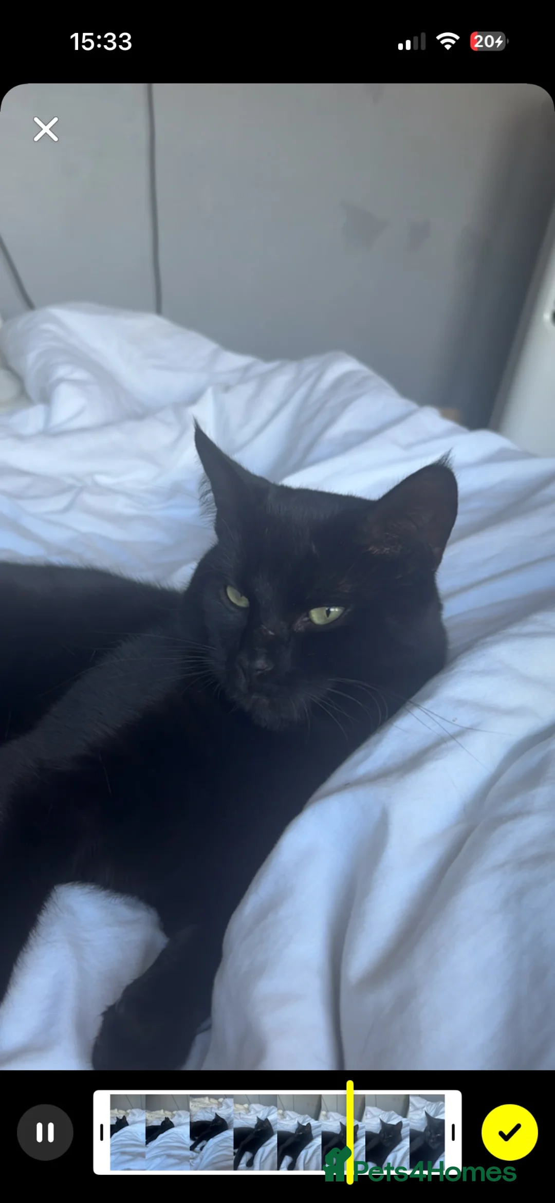 Mixed Breed cats for sale: Milo and Nina  - Advert 2