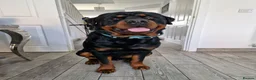 Rottweiler dogs for stud: KC rottweiler Stud in Canterbury - Advert 3