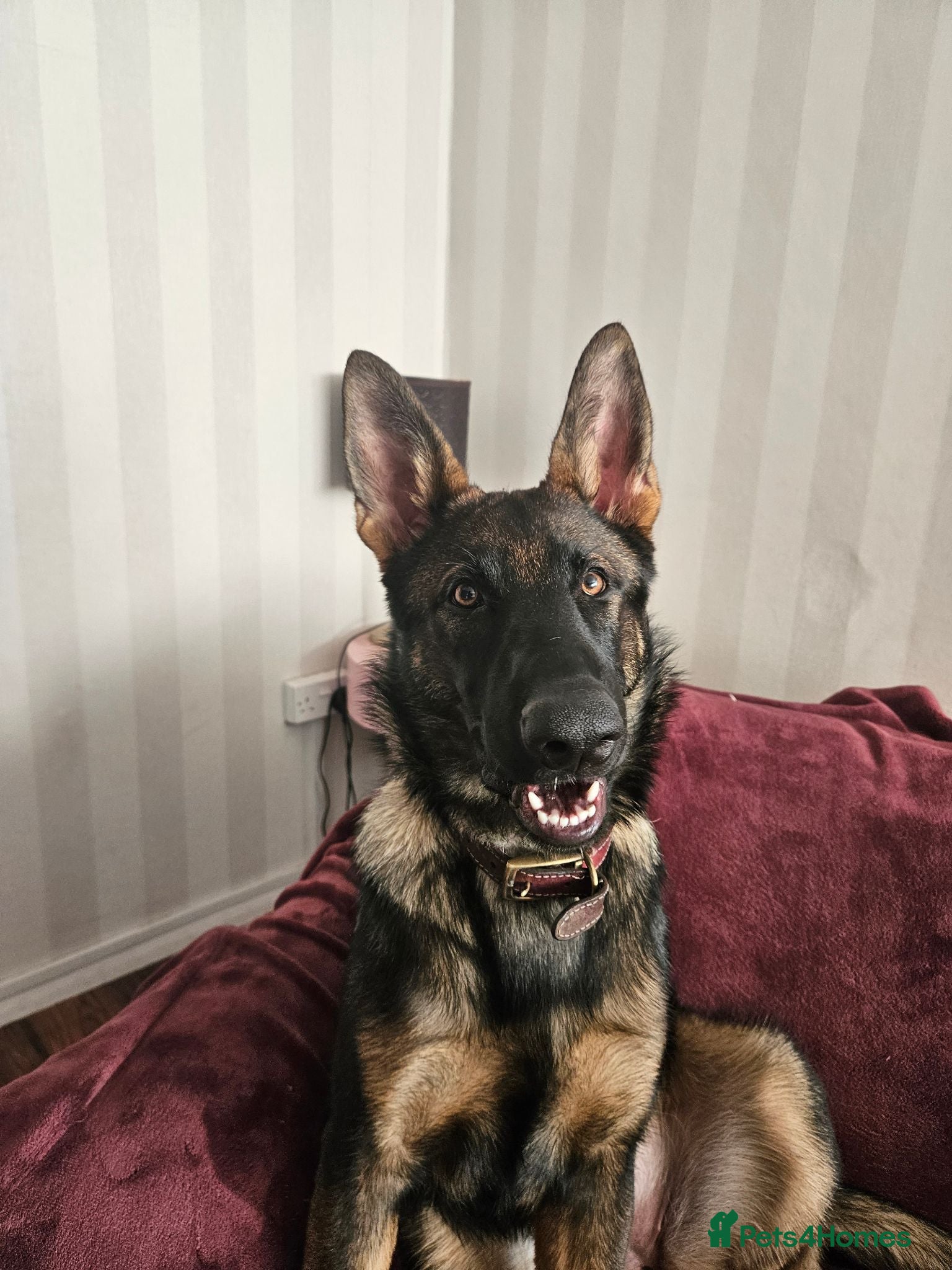German Shepherd dogs German Shepherd  - Advert 1