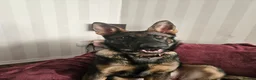 German Shepherd dogs for sale: German Shepherd  - Advert 1