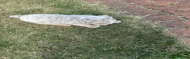 English Bulldog 4