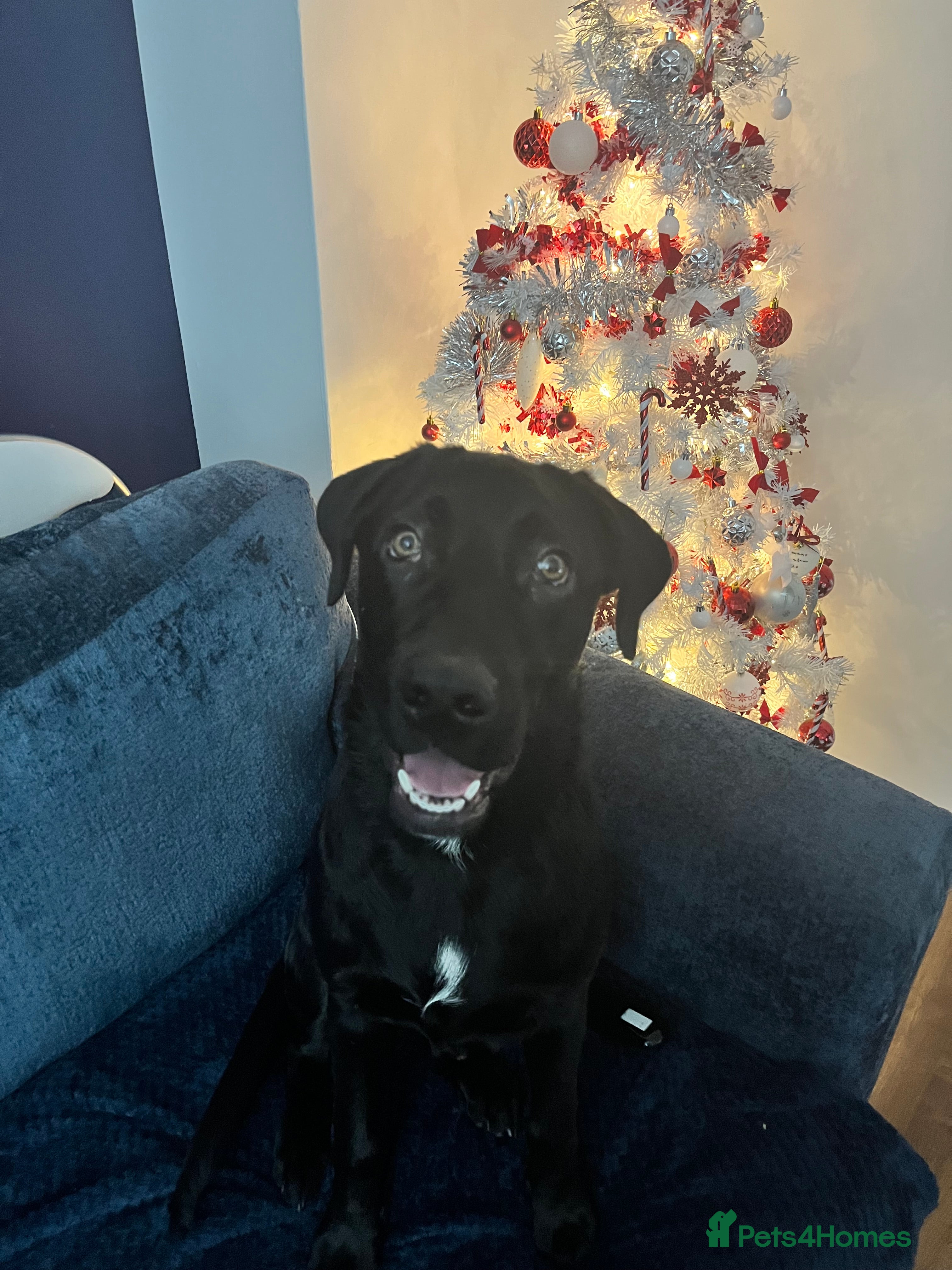 Mixed Breed dogs 6 month old Sheprador for sale  - Advert 1