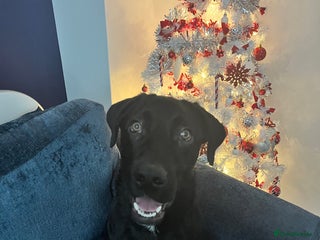 Mixed Breed dogs 6 month old Sheprador for sale - Advert 1