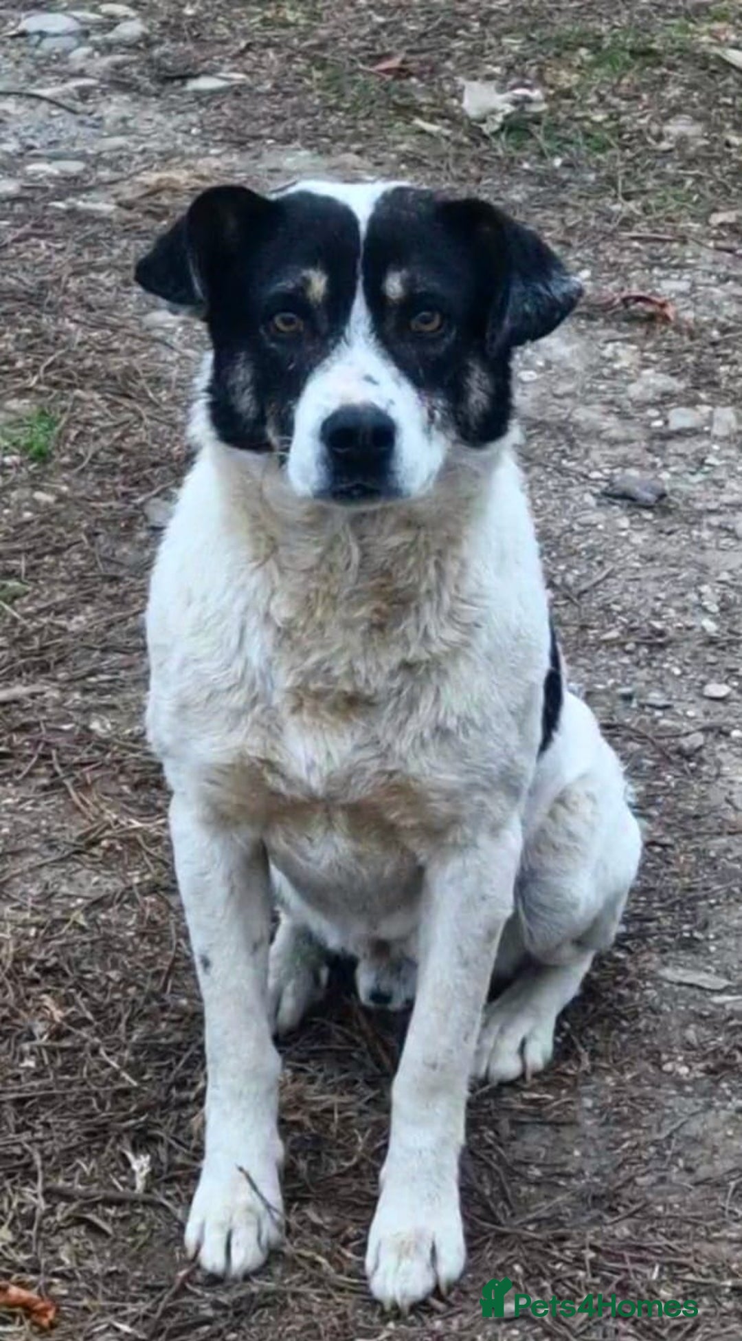 Mixed Breed dogs for adoption: PATROCLE – a Lovely boy for a Loving Home - Image 3