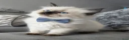 Siberian cats for sale: GCCF neva siberian Champion bloodlines siberians - Advert 3