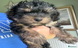 Yorkiepoo dogs for sale: 1x Yorkiepoo F2 Girl Puppy remaining  - Image 17