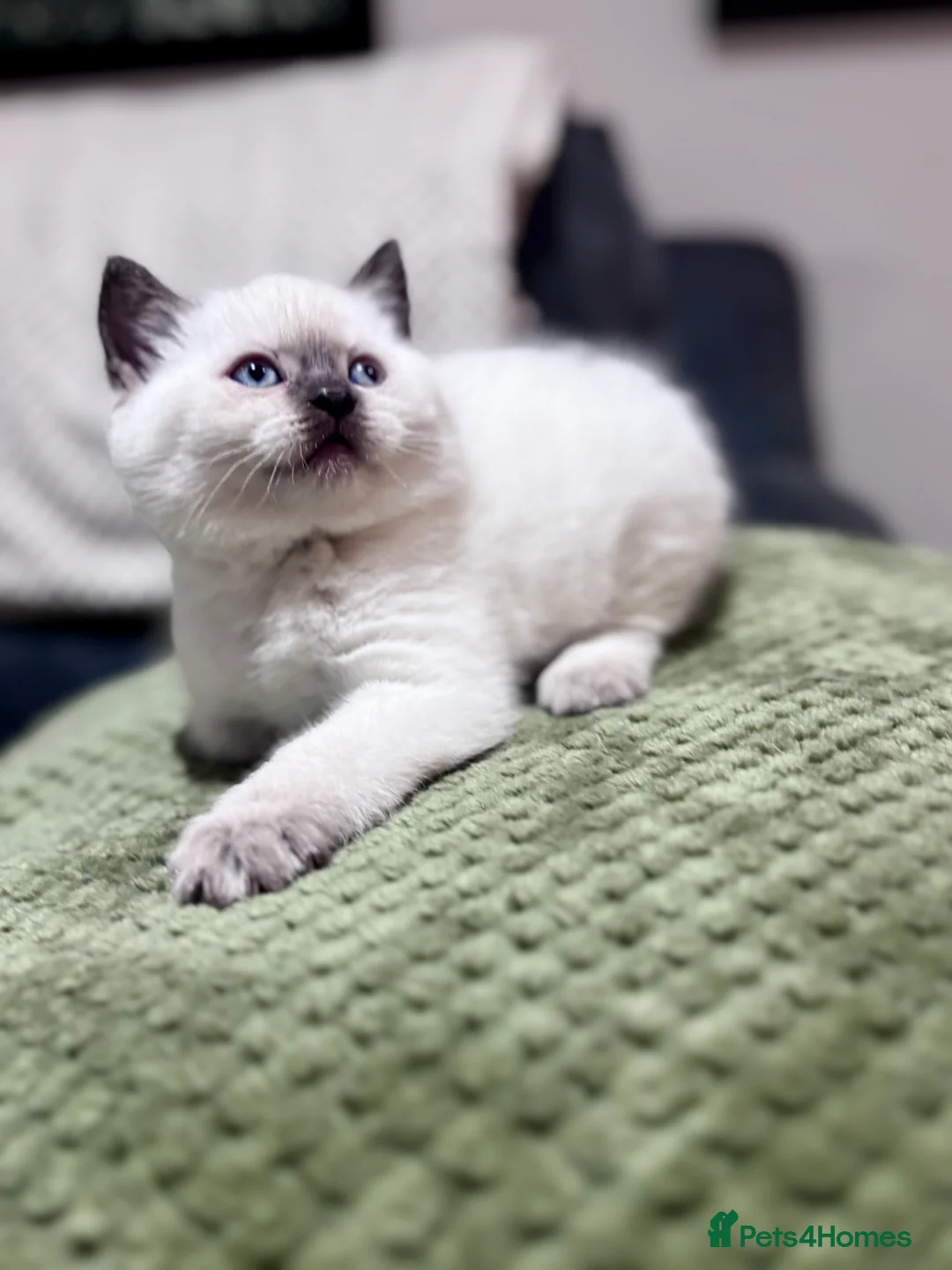 British Shorthair cats for sale: Amazing chunky GCCF pedigree BSH kittens in Chepstow - Advert 40