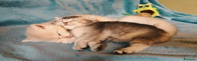 British Shorthair Kitten 2