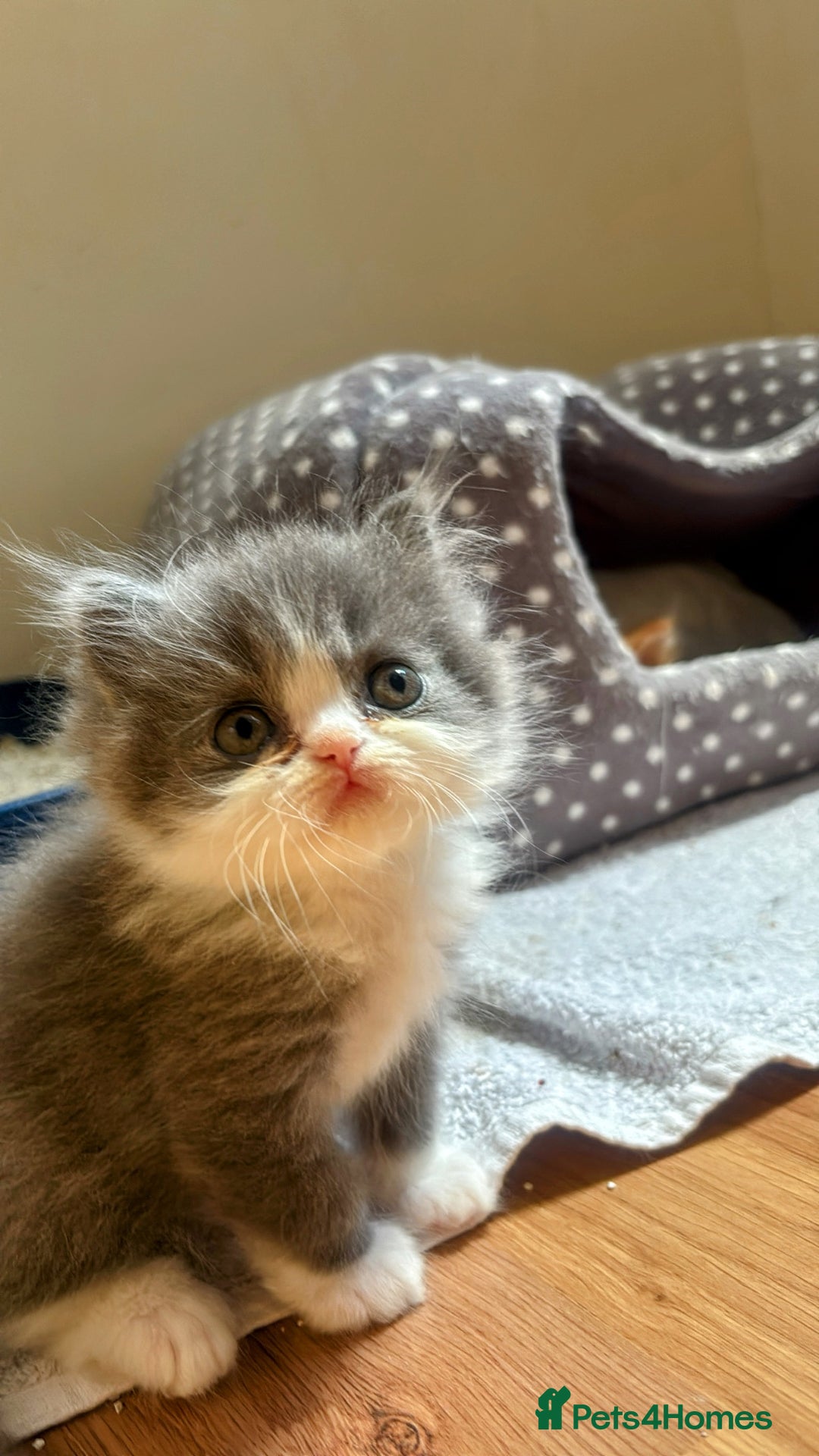 Persian cats for sale: Pure Persian baby's ready to lovely home   - Image 3