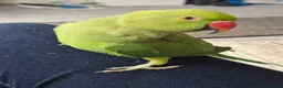 Ringnecks birds for sale: Green male Indian ringneck - Advert 1
