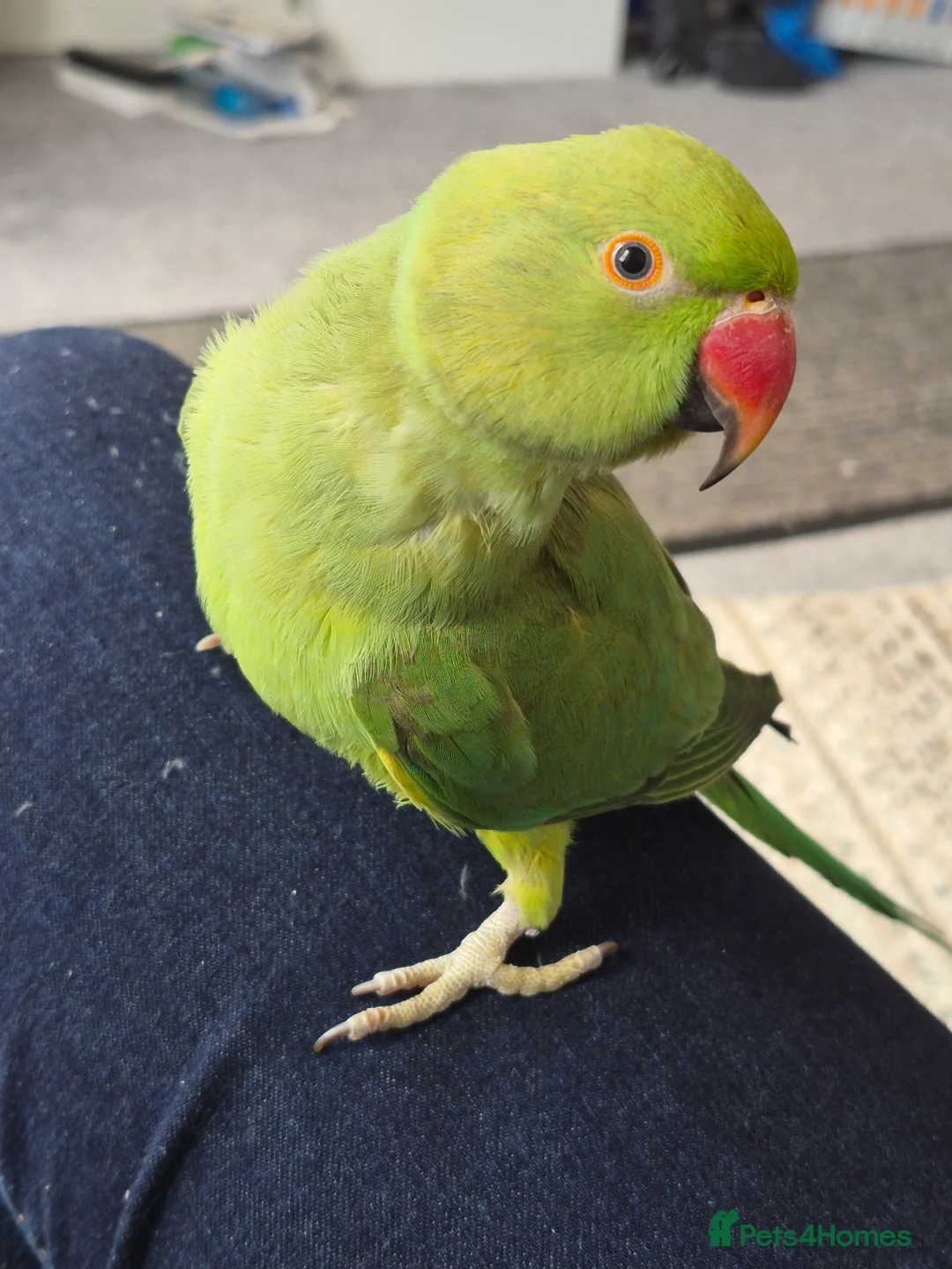 Ringnecks birds for sale: Green male Indian ringneck - Advert 1