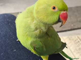 Ringnecks birds Green male Indian ringneck - Advert 5