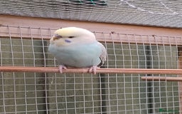 Budgerigars birds for sale: Young budgies, easily tamed - Image 13