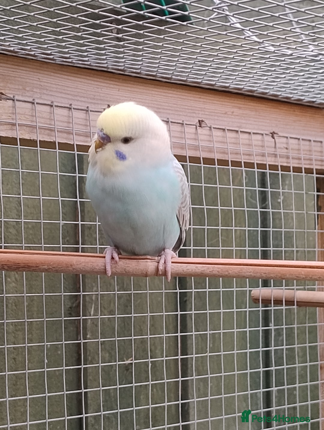 Budgerigars birds for sale: Young budgies, easily tamed - Image 13