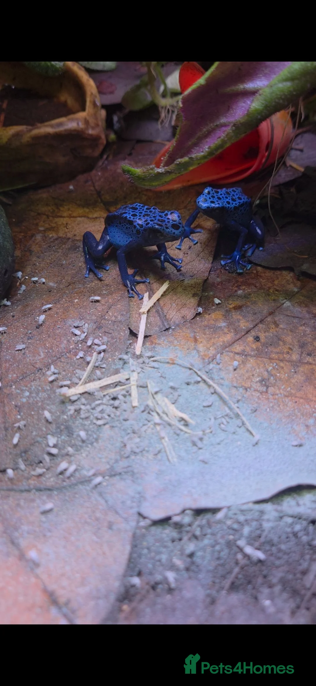 Frog reptiles for sale: Dendrobates tinctorius azureus (blue dart frog) x2 in Sheffield - Advert 6