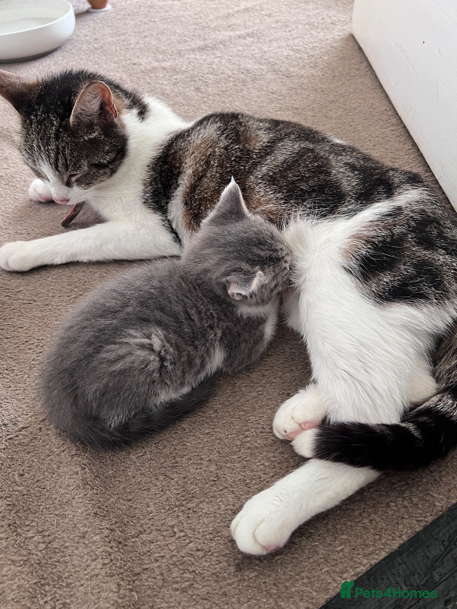 Mixed Breed cats LAYLA’S GORGEOUS LITTER OF FIVE 🐱 🐈 🐈‍⬛ 🐱 🐈  - Advert 2
