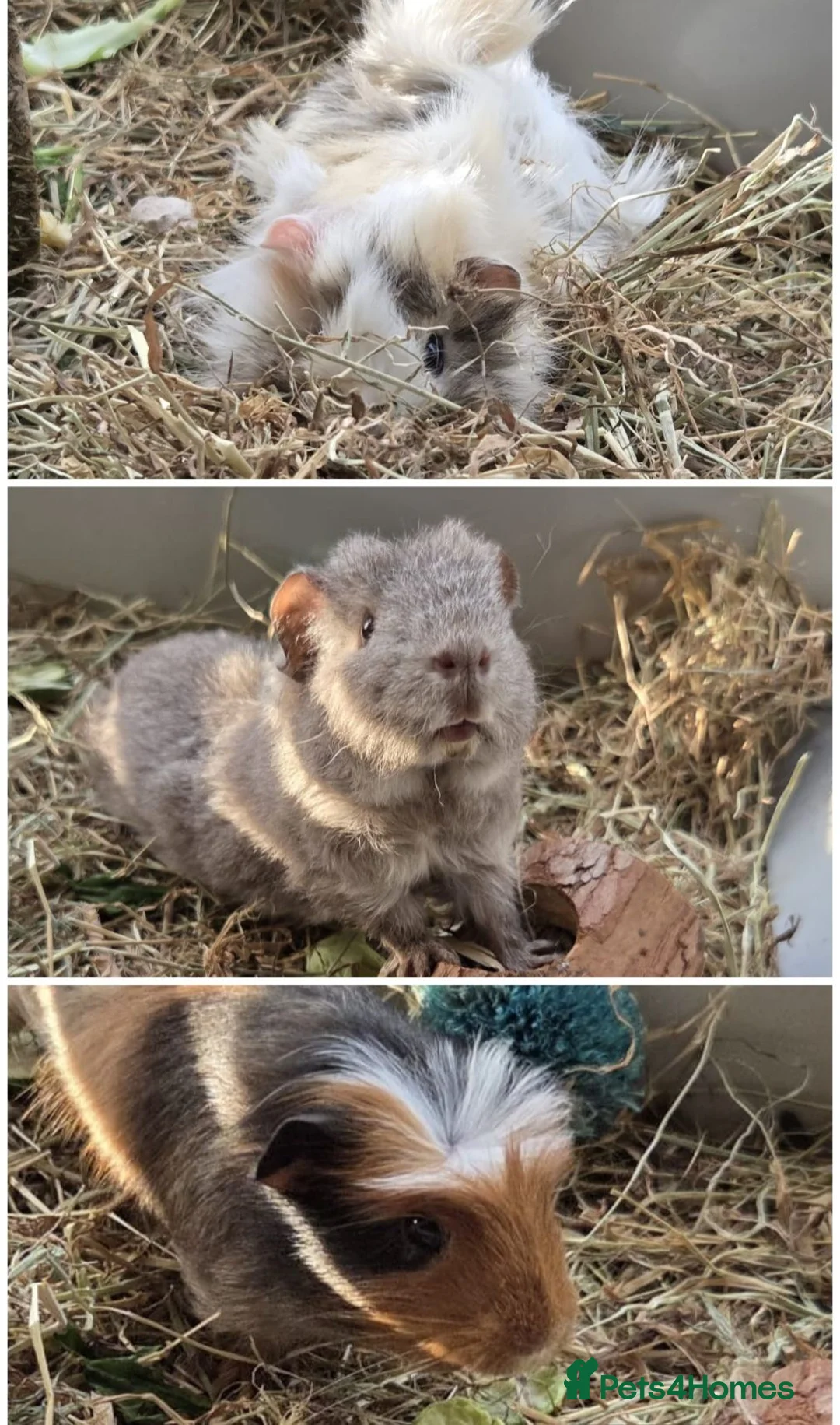 Guinea Pig rodents for sale: 3 guinea pig boys - 10 months old (bonded)  in Liverpool - Advert 1