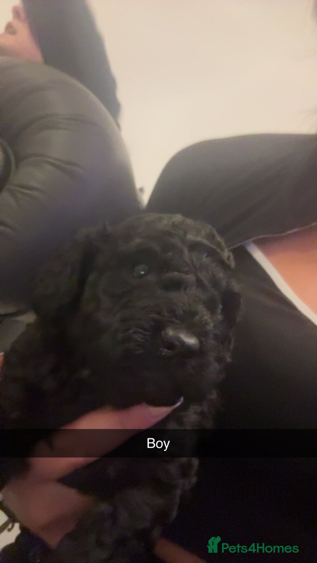 Cockapoo dogs for sale: Beautiful cockapoo puppies for sale - Advert 4