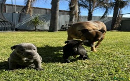 Staffordshire Bull Terrier dogs for sale: ✨ Staffy Bull Terrier Puppies DNA Clear, Healthy ✨ - Image 9