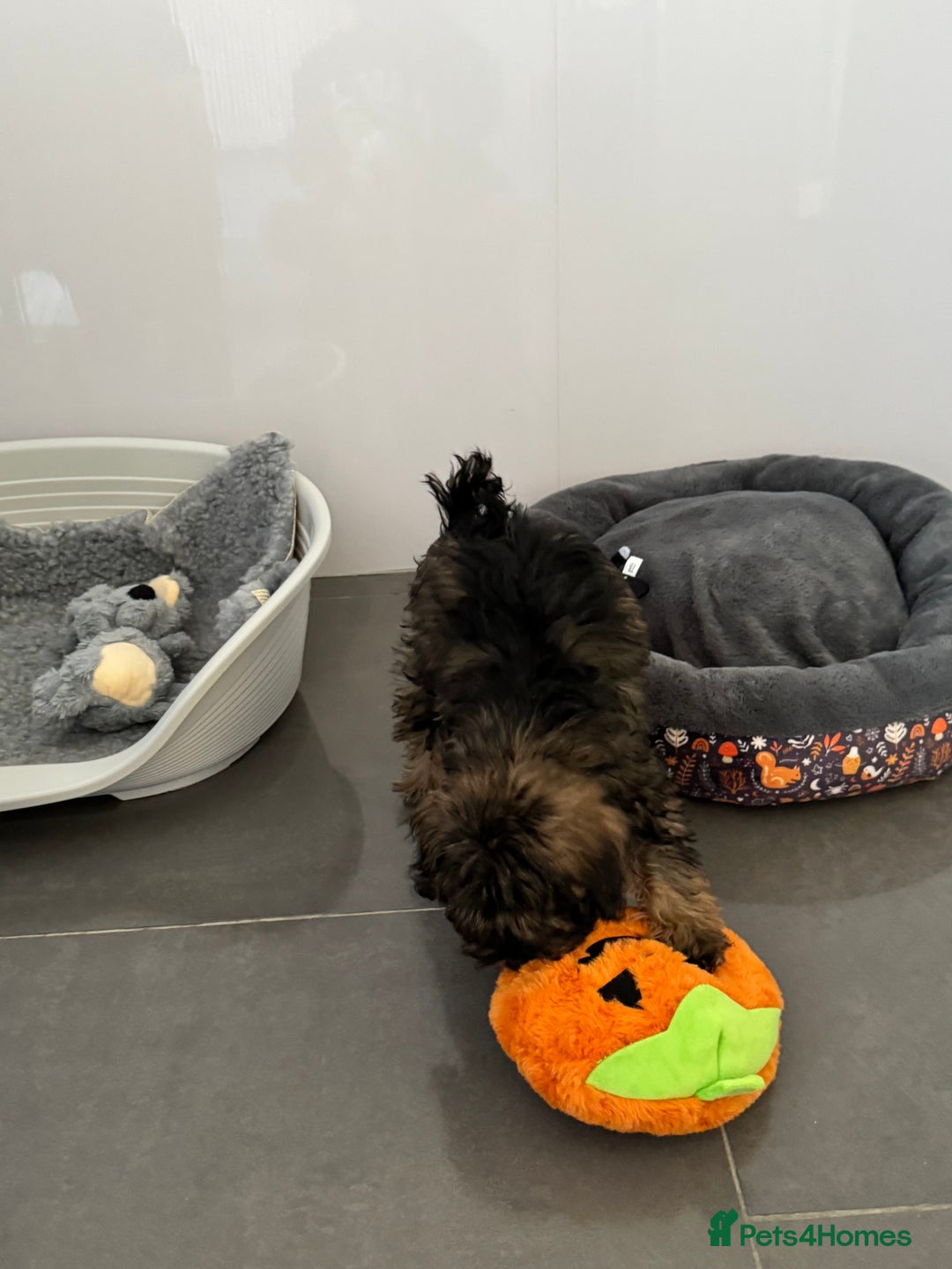 Schnoodle dogs for sale: F1 Puppy schnoodles - Image 5