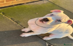 American Bulldog dogs for sale: Male bulldog - Image 4