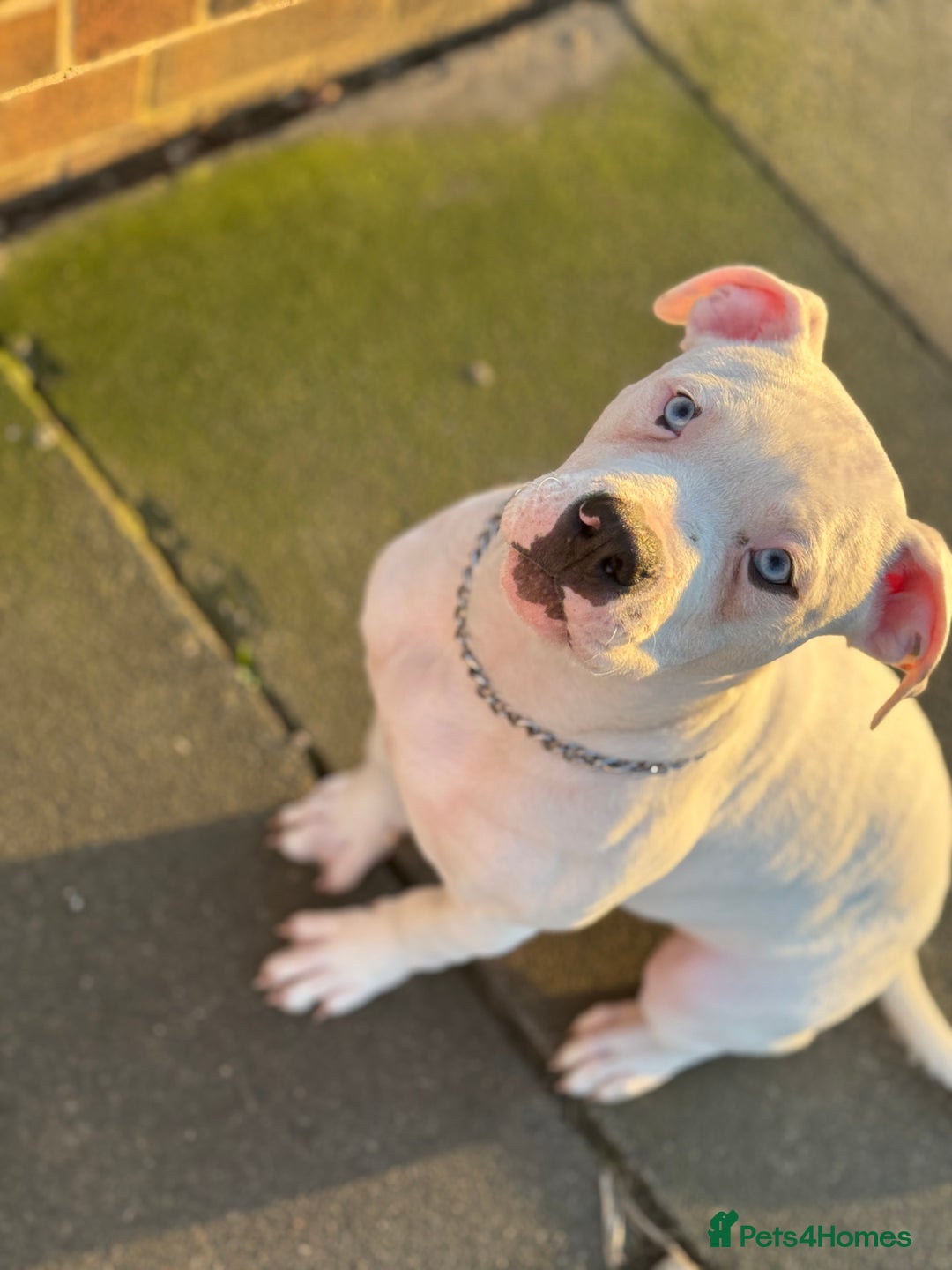 American Bulldog dogs for sale: Male bulldog - Image 4