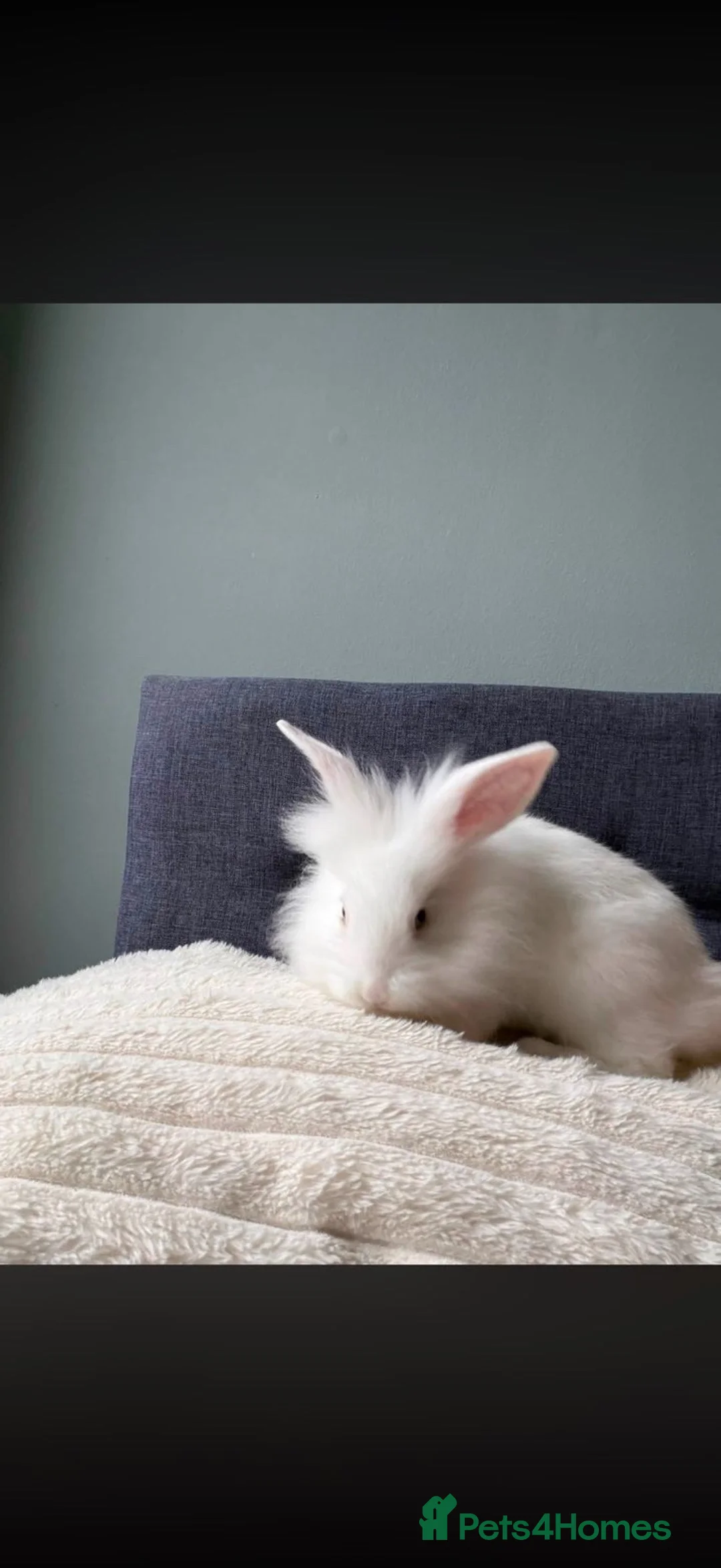 Mixed Breed rabbits for sale: Rooster in Aberdeen - Advert 1