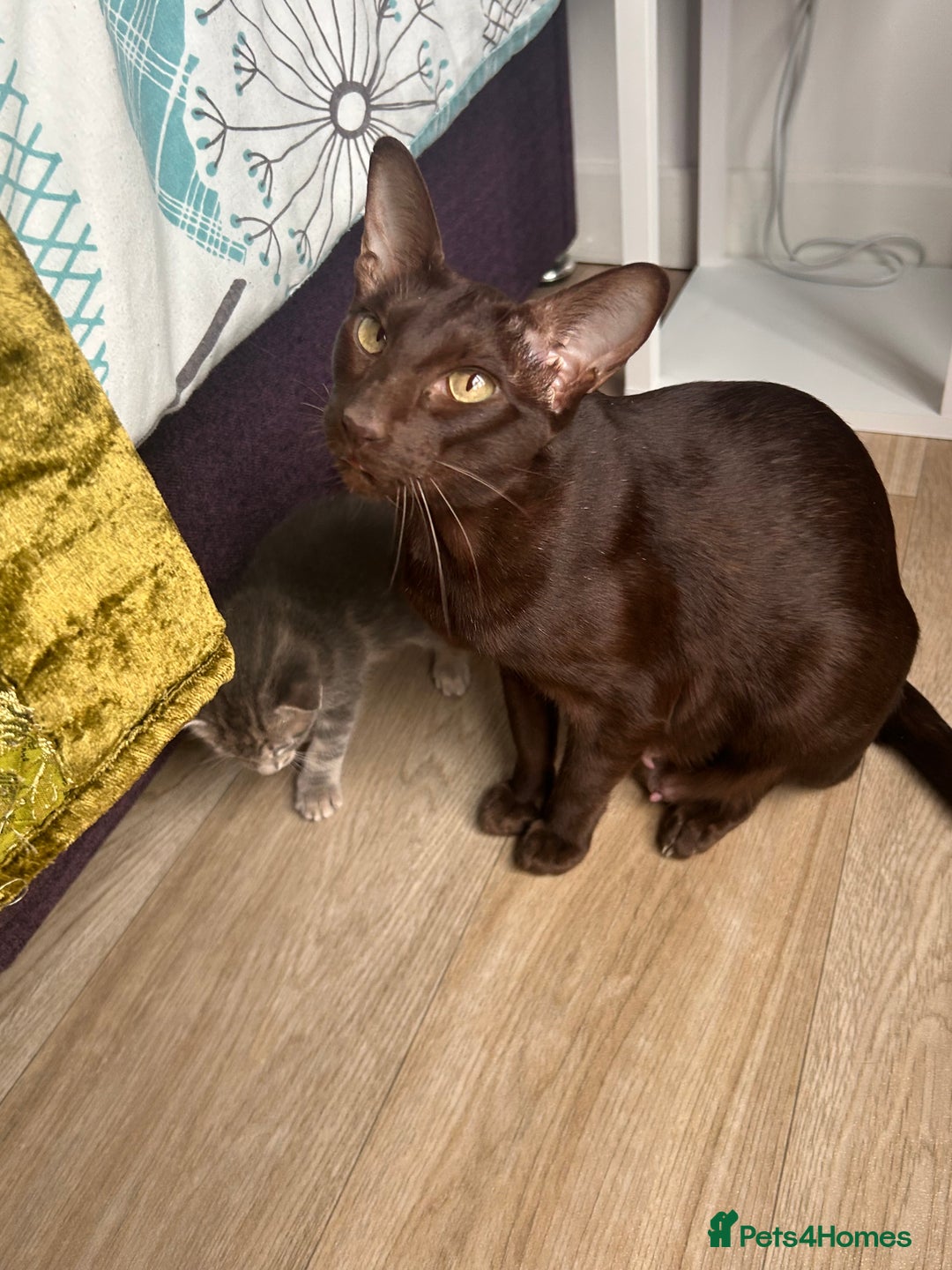 Oriental cats for sale: Oriental/ Siamese kittens  - Advert 11