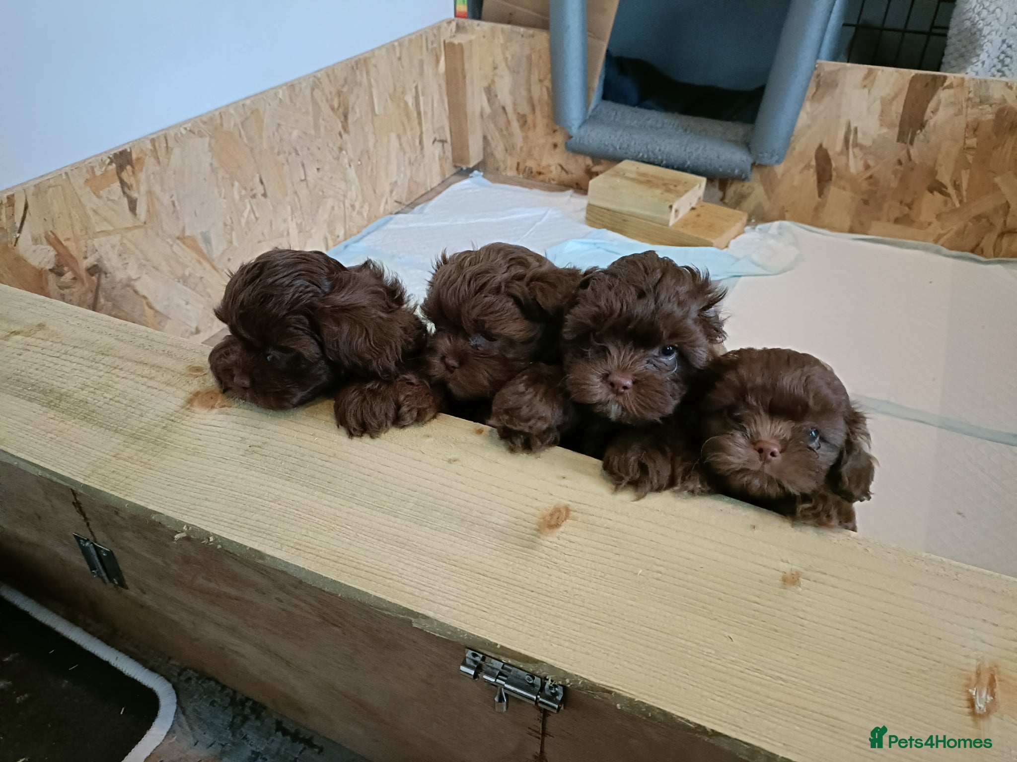 Mixed Breed dogs Chocolate Shorkie Poo - Advert 6