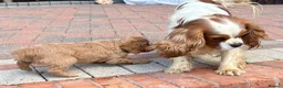 Cavapoo dogs for sale: Beautiful cavapoos  - Advert 10